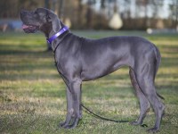 Great Dane thumbnail